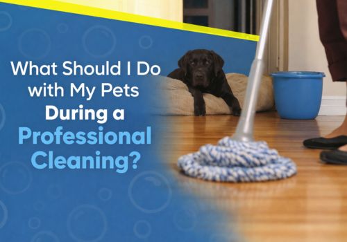 professional cleaner from a local house cleaning company in Centennial using pet-safe methods to clean a modern living room.